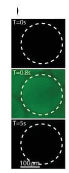 Open access visualization of Microscopy, Confocal Microscopy, Rhodamine B, Microgel, PALM