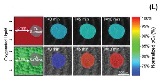 Open access visualization of Microscopy, Photo, Oxygen Sensors, Oxygen Pressure, PALM Generated Construct