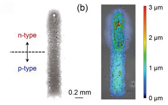 Open access visualization of Microscopy, CNT Sensor, Parylene Substrates, P/N Interface