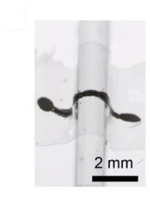 Open access visualization of Photo, CNT Sensor, Probe