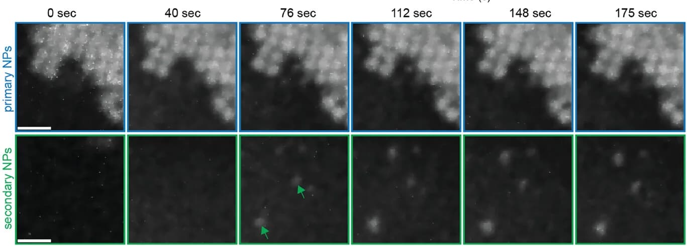 Open access visualization of Microscopy, Time-lapse SEM Images, Cu Particles, Primary Particles, Secondary Particles