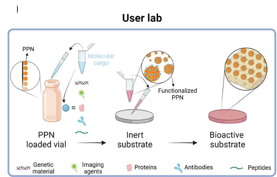 Open access visualization of Workflow, Illustration, Bioactivation, Inert Substrates, Plasma Polymerized Nanoparticles