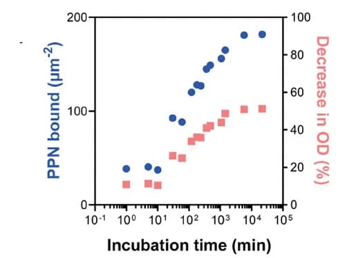 Open access visualization of Scatter Plot, Electrospun PCL Substrates, Immobilization Process, PPN, Incubation Time