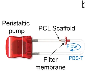 Open access visualization of Workflow, Illustration, Experimental Setup, PCL Scaffold, PPN