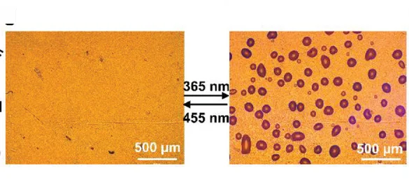 Open access visualization of Microscopy, Optical Microscope Images, Secretion, Reabsorption, PEG Solution