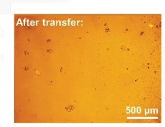 Open access visualization of Microscopy, Optical Microscope, Receiver, Sender, Liquid Transfer