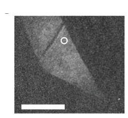 Open access visualization of Microscopy, SHG Image, CuCrP2S6 Crystal, Crystal