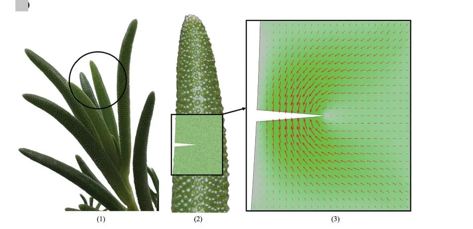 Open access visualization of Photo, Microscopy, Delosperma Cooperi, Succulent Leaves, Transverse Cut