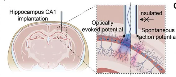 Open access visualization of Illustration, CNT Probe, Optically Evoked Potential, Spontaneous Activity, Schematic Illustration