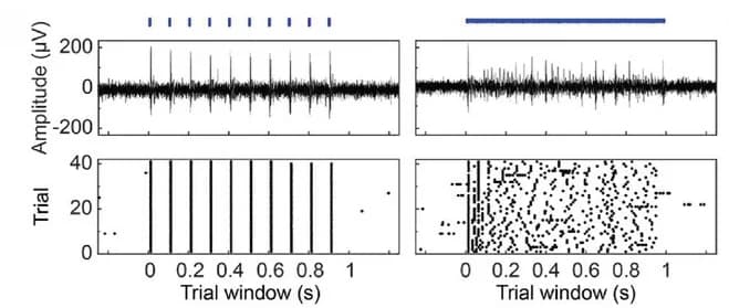 Open access visualization of Line Plot, Scatter Plot, Evoked Potential, Raster Plot, Optical Stimulation