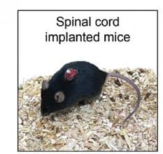 Open access visualization of Photo, Spinal Cord, Implanted Mouse, Image