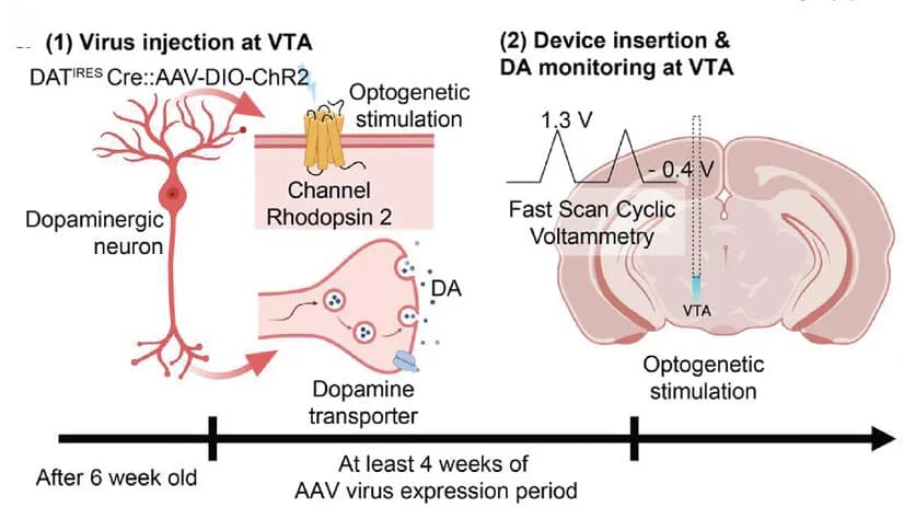 Open access visualization of Workflow, Illustration, Line Plot, In Vivo Dopamine Sensing, Virus Injection