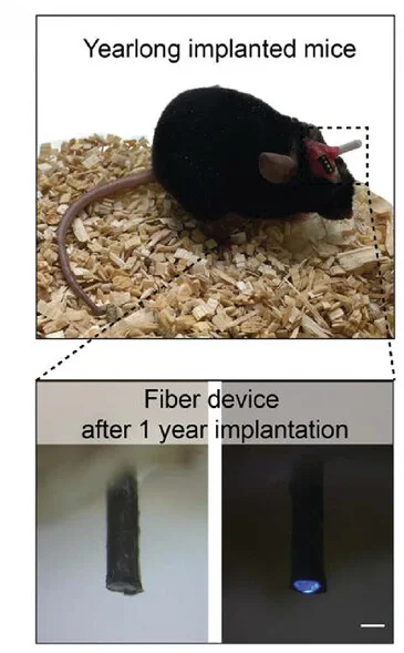 Open access visualization of Photo, SAMP, Mouse, Probe