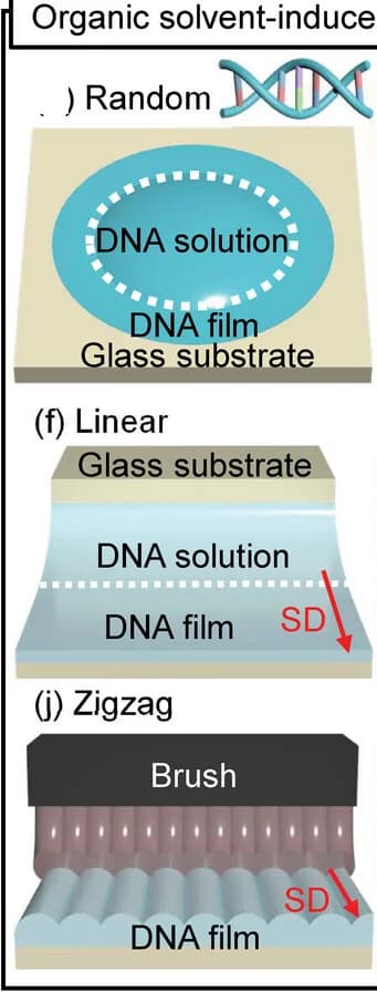 Open access visualization of Illustration, DNA, Drying, Drop-casting