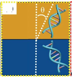 Open access visualization of Chemical Structure, DNA Alignment, Angle Theta