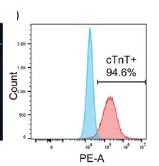 Open access visualization of Density Plot, FACS Analysis, Cardiomyocytes, Cell Sorting