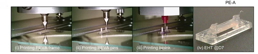 Open access visualization of Photo, Bioprinting, EHT Modules