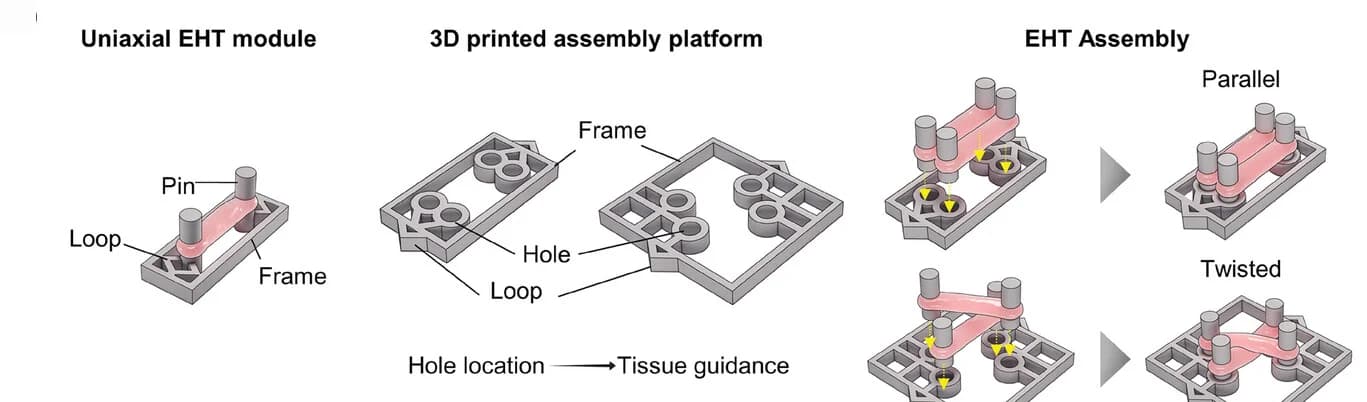 Open access visualization of Workflow, Illustration, Tissue Assembly, Schematic Diagram