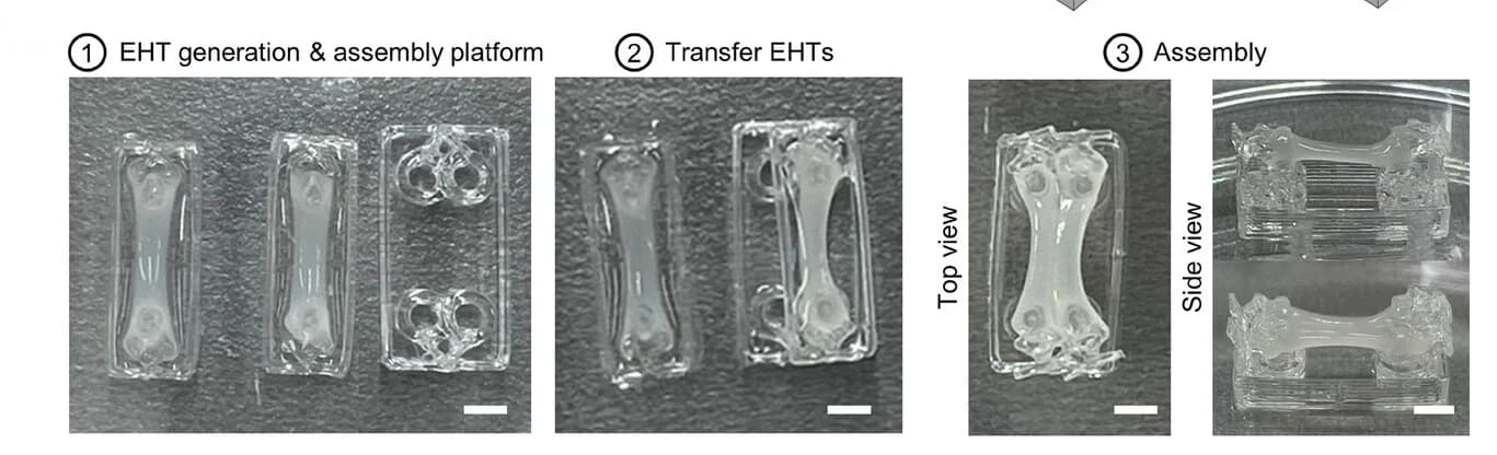 Open access visualization of Photo, Tissue Assembly, Engineered Heart Tissue