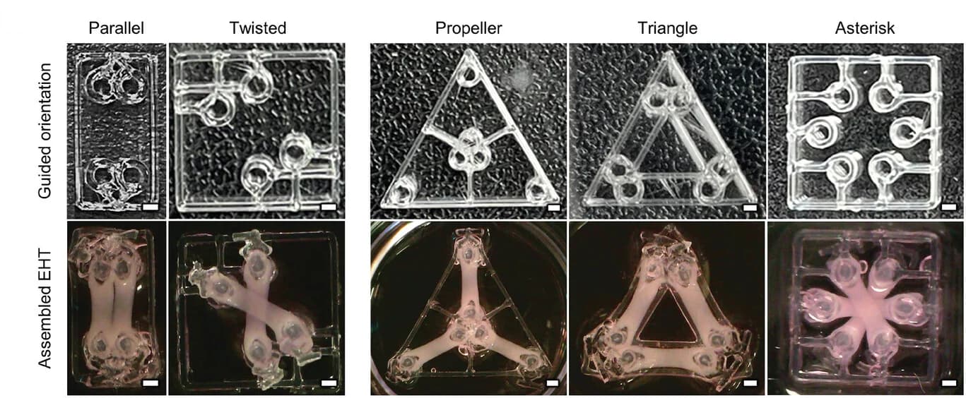 Open access visualization of Photo, 3D Printing, Engineered Heart Tissue, Bioprinting Assisted Tissue Assembly