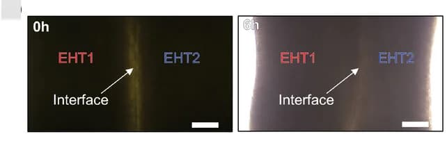 Open access visualization of Microscopy, Microscopic Images, Parallel Assembly, EHT, Fused Interfaces