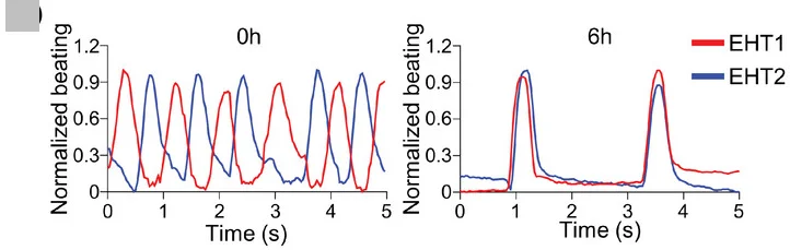 Open access visualization of Line Plot, Graphs, Beating Motion, Synchronization, Assembly