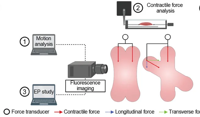 Open access visualization of Workflow, Illustration, EHTs
