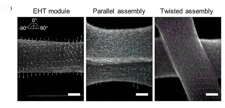 Open access visualization of Microscopy, Particle Imaging Velocimetry, PIV Analysis