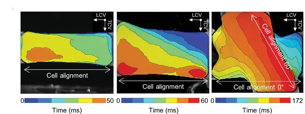 Open access visualization of Microscopy, Optical Mapping, Action Potential, Signal Propagation, Tissues