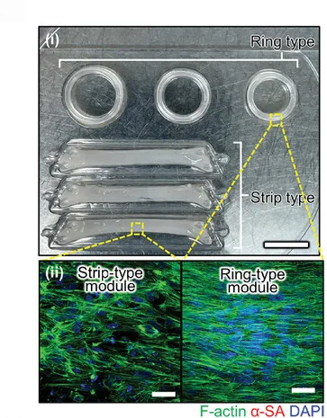 Open access visualization of Photo, Microscopy, EHT Modules, Myocardial Fiber Orientation, Chamber-like Structure