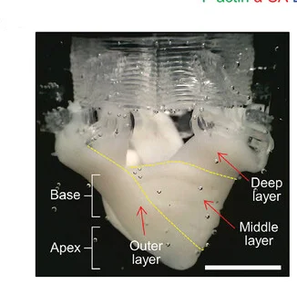 Open access visualization of Photo, MoCha Structure, Geometry-Guiding Part