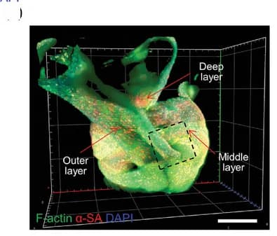 Open access visualization of 3D Plot, Fluorescent Image, Transmural Orientation, Cell Distribution, F-actin