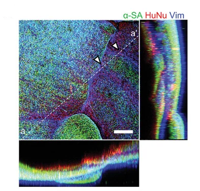 Open access visualization of Microscopy, Fluorescent Images, MoCha, Structural Coupling, Fluorescence Signal Intensity