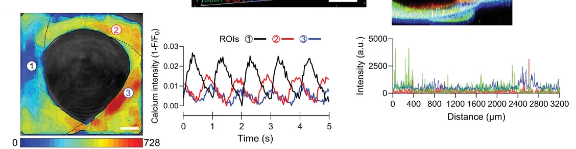 Open access visualization of Line Plot, Heatmap, Optical Mapping, Calcium Signal Propagation, MoCha