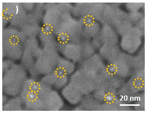 Open access visualization of Microscopy, SEM Image