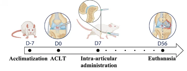 Open access visualization of Workflow, Illustration, Treatment Timeline, Post-Traumatic OA, Cartilage Degeneration