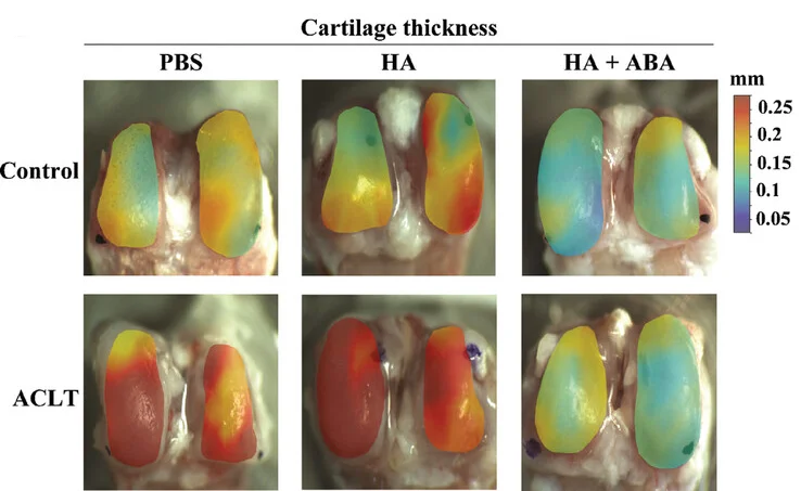 Open access visualization of Microscopy, Color Maps, Cartilage Thickness, Condyles, PBS