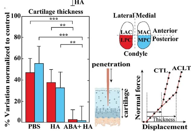 Open access visualization of Bar Plot, Error Bars, Line Plot, Illustration, Cartilage Thickness
