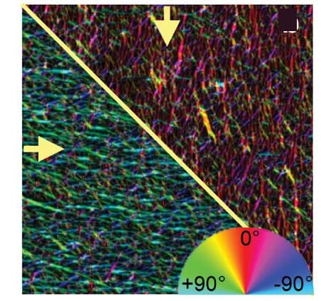 Open access visualization of Microscopy, AFM Image, Local Orientation