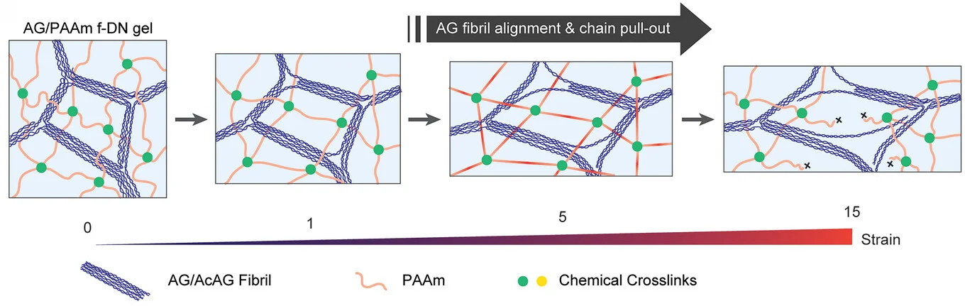 Open access visualization of Workflow, Illustration, f-DN Hydrogel, Strain, PAAm Chains