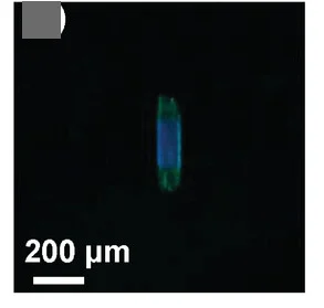 Open access visualization of Microscopy, Confocal Microscopy, Heterostructures, Laser Excitation