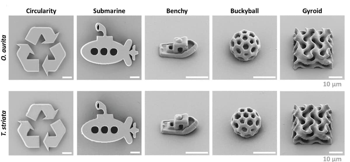 Open access visualization of Microscopy, SEM Images, 3D Microstructures, Inks, Microalgae-Based Systems