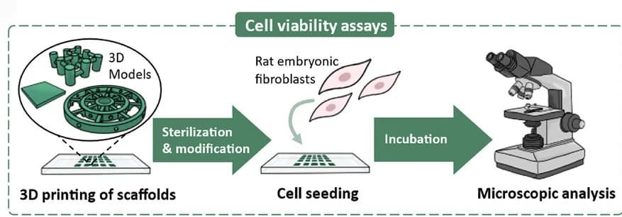 Open access visualization of Workflow, Illustration, 3D Printing, Scaffolds, Fibronectin