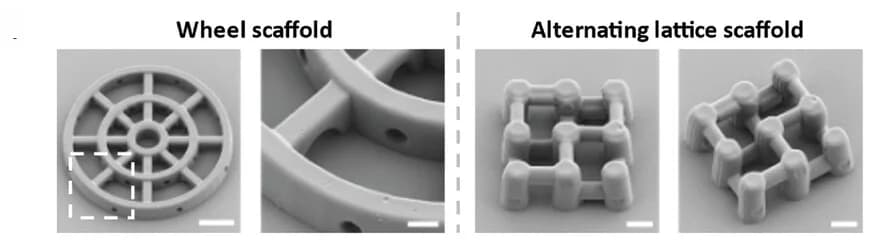 Open access visualization of Microscopy, SEM Images, 3D Scaffolds, Wheel Scaffold, Lattice