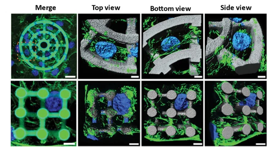 Open access visualization of Microscopy, Fluorescence Microscopy, 3D Reconstruction, Rat Embryonic Fibroblasts, Wheel Scaffold