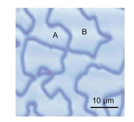 Open access visualization of Microscopy, SHG Mapping, MoS2 Film, Grain Boundaries