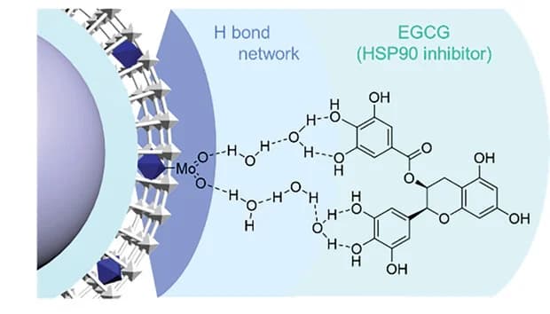 Open access visualization of Chemical Structure, Illustration, EGCG Loading, Hydrogen Bond, rPMo Clusters