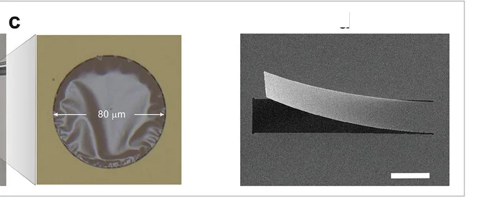 Open access visualization of Microscopy, Photo, SEM Image, Cantilever, pDAP
