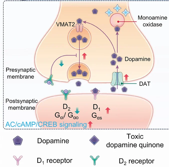 Open access visualization of Workflow, Illustration, Therapeutic Effect, Treatment Phase, Mechanism