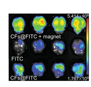 Open access visualization of Microscopy, Fluorescent Images, Mice Brains